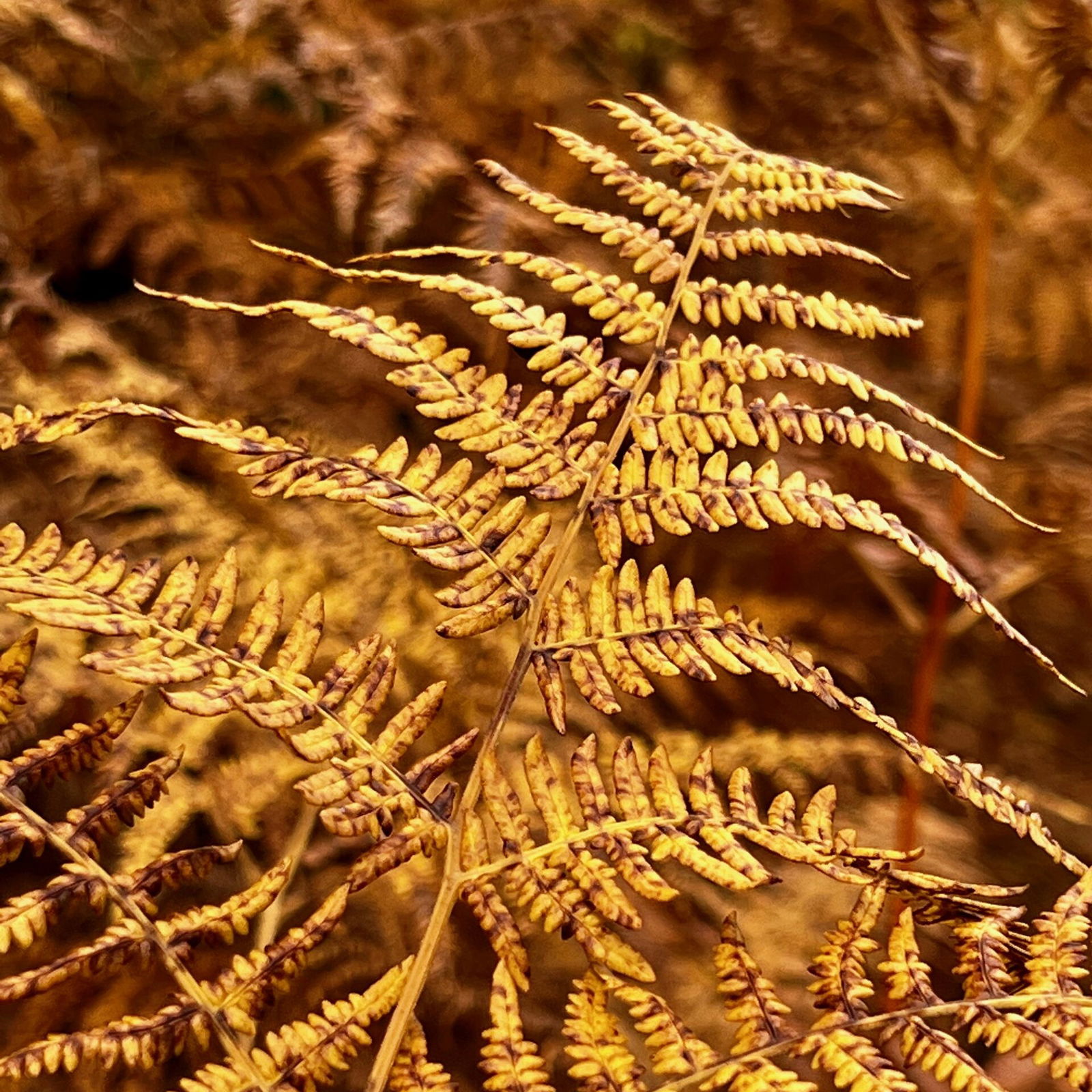Wald im Herbst bei Hillscheid