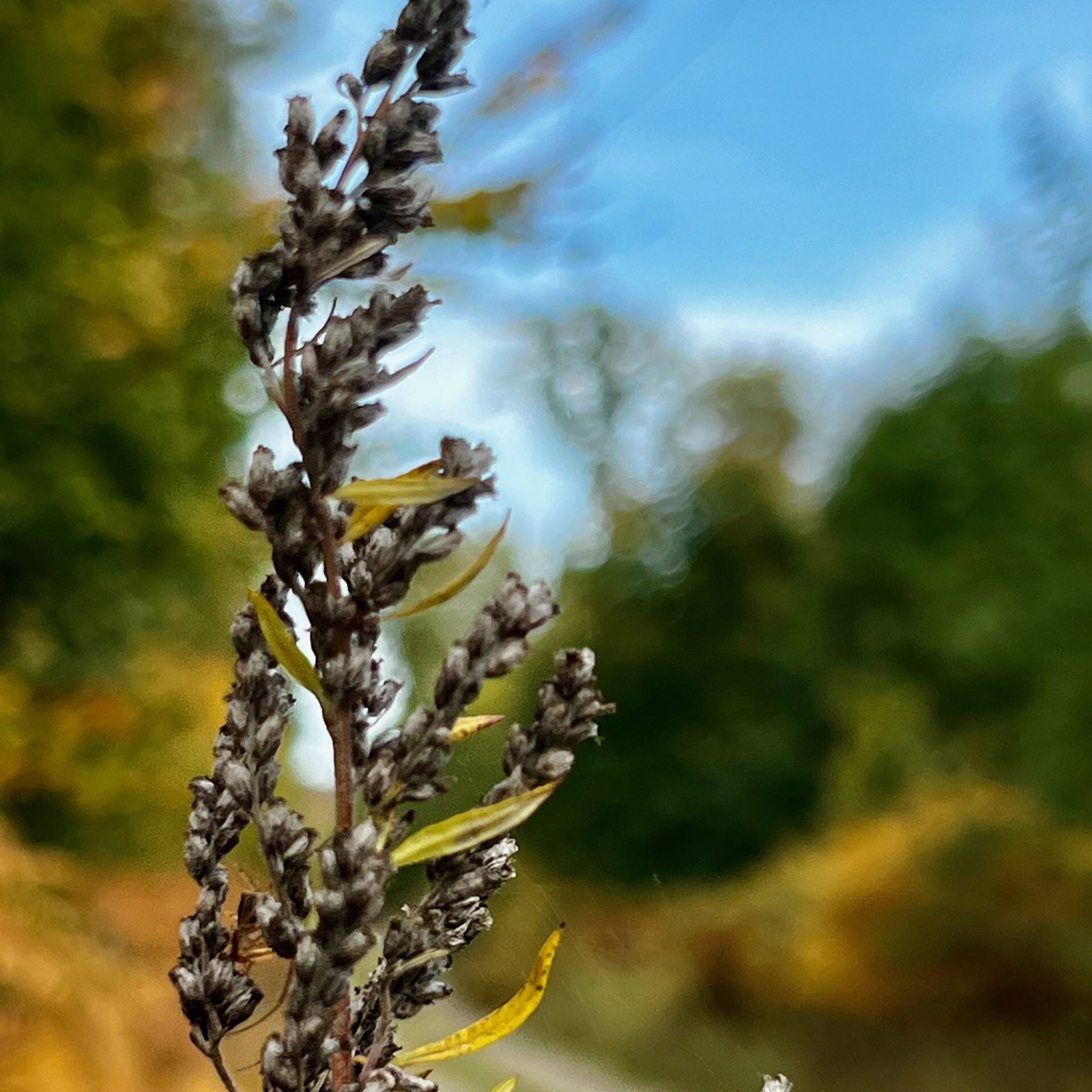 Wald im Herbst bei Hillscheid