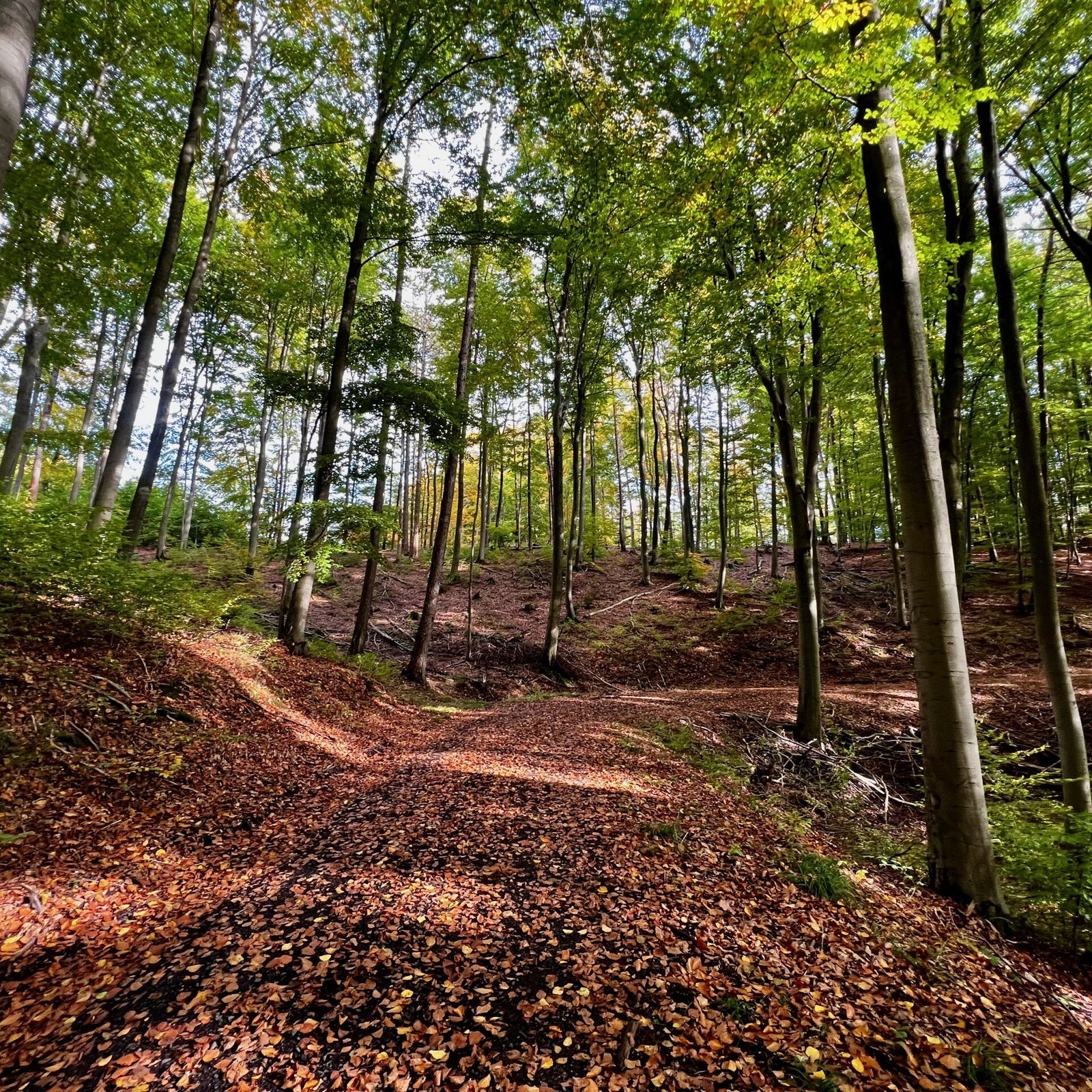 Wald im Herbst bei Hillscheid