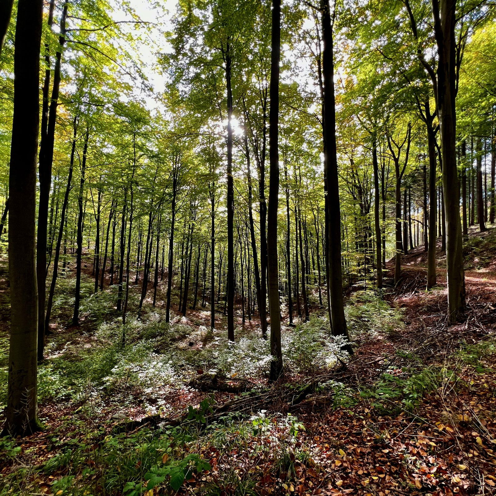 Wald im Herbst bei Hillscheid