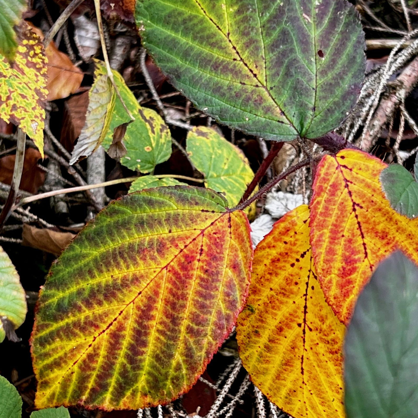 Das Kannenbäckerland im Herbst