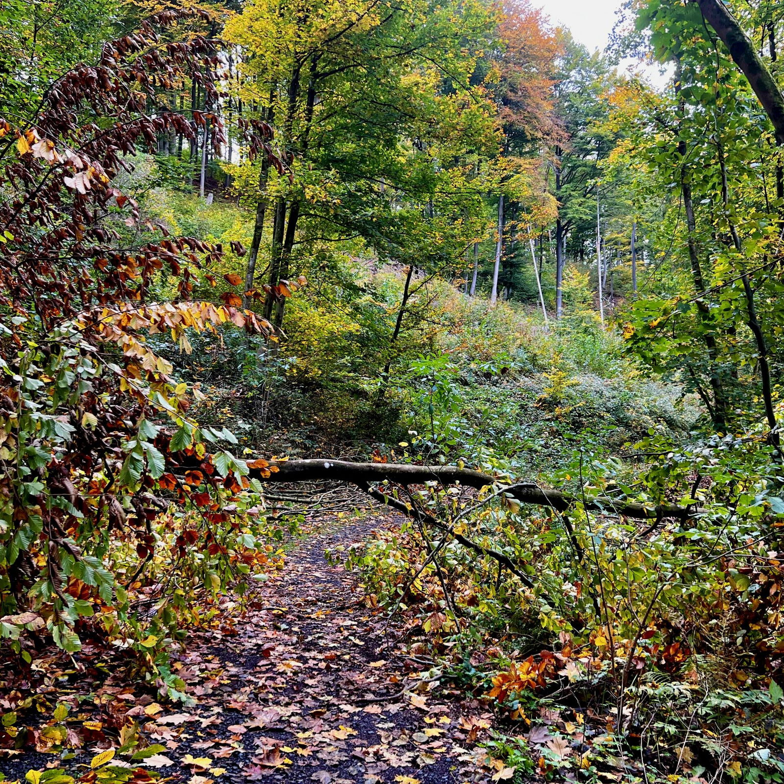 Ein Baum versperrt uns den Weg