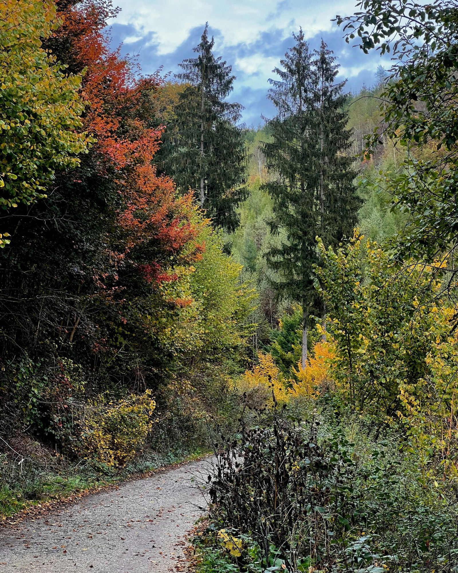 Herbst im Feisternachtbachtal