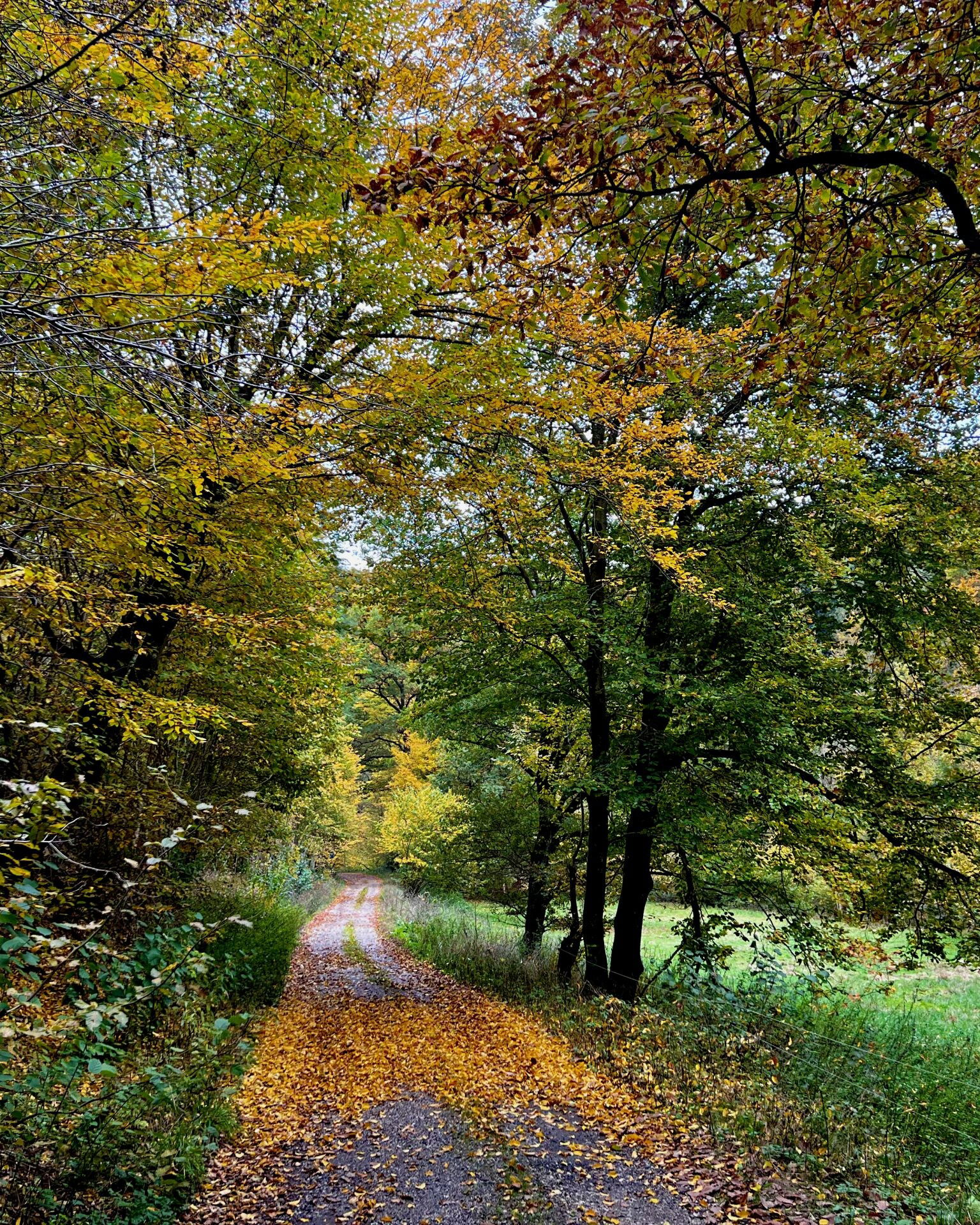 Herbst im Feisternachtbachtal