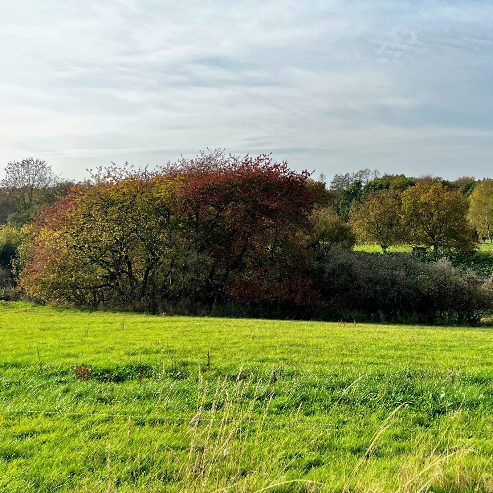 Auf dem Birkenflur Richtung Brexbachtal