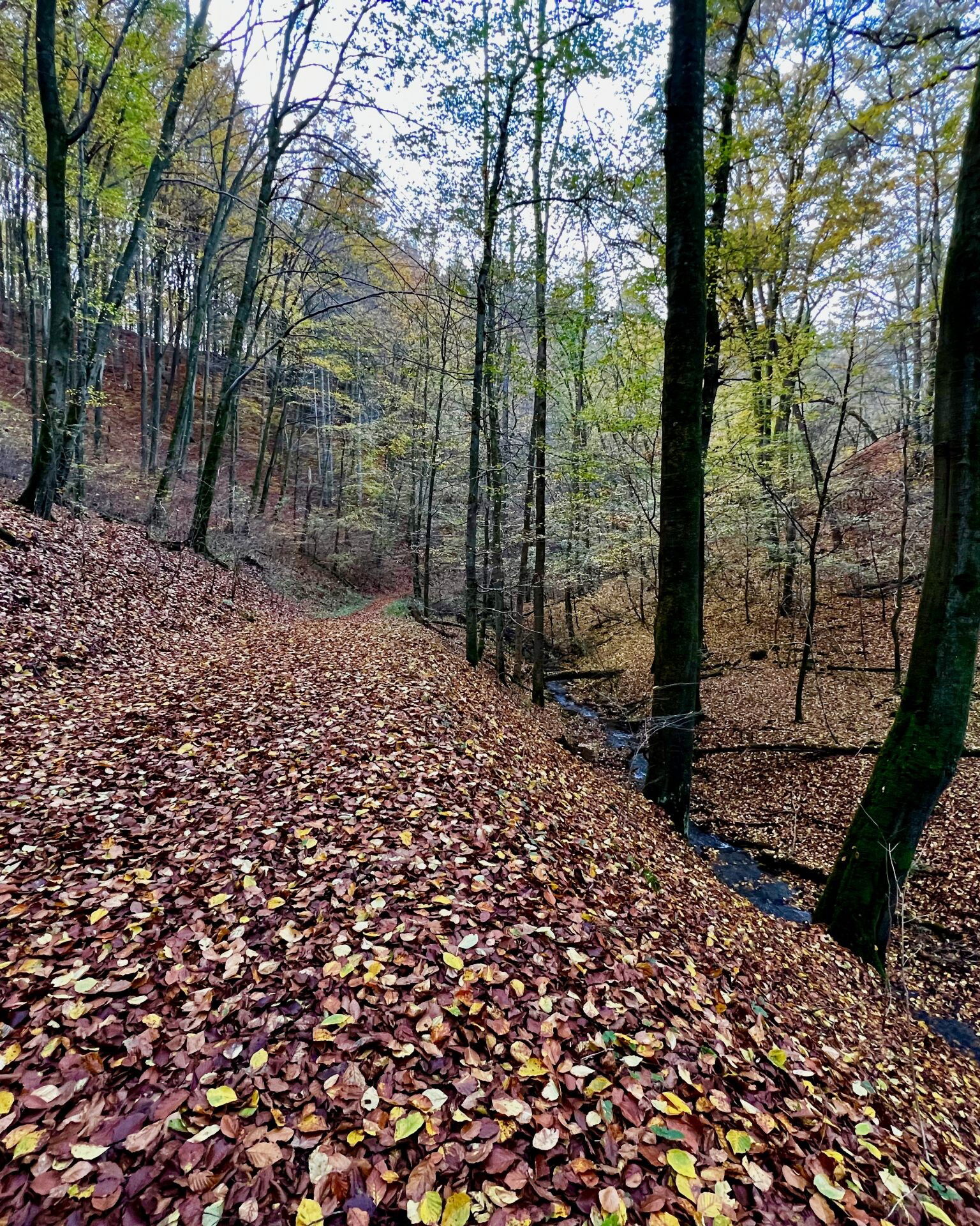 Herbstlaub in Hülle und Fülle