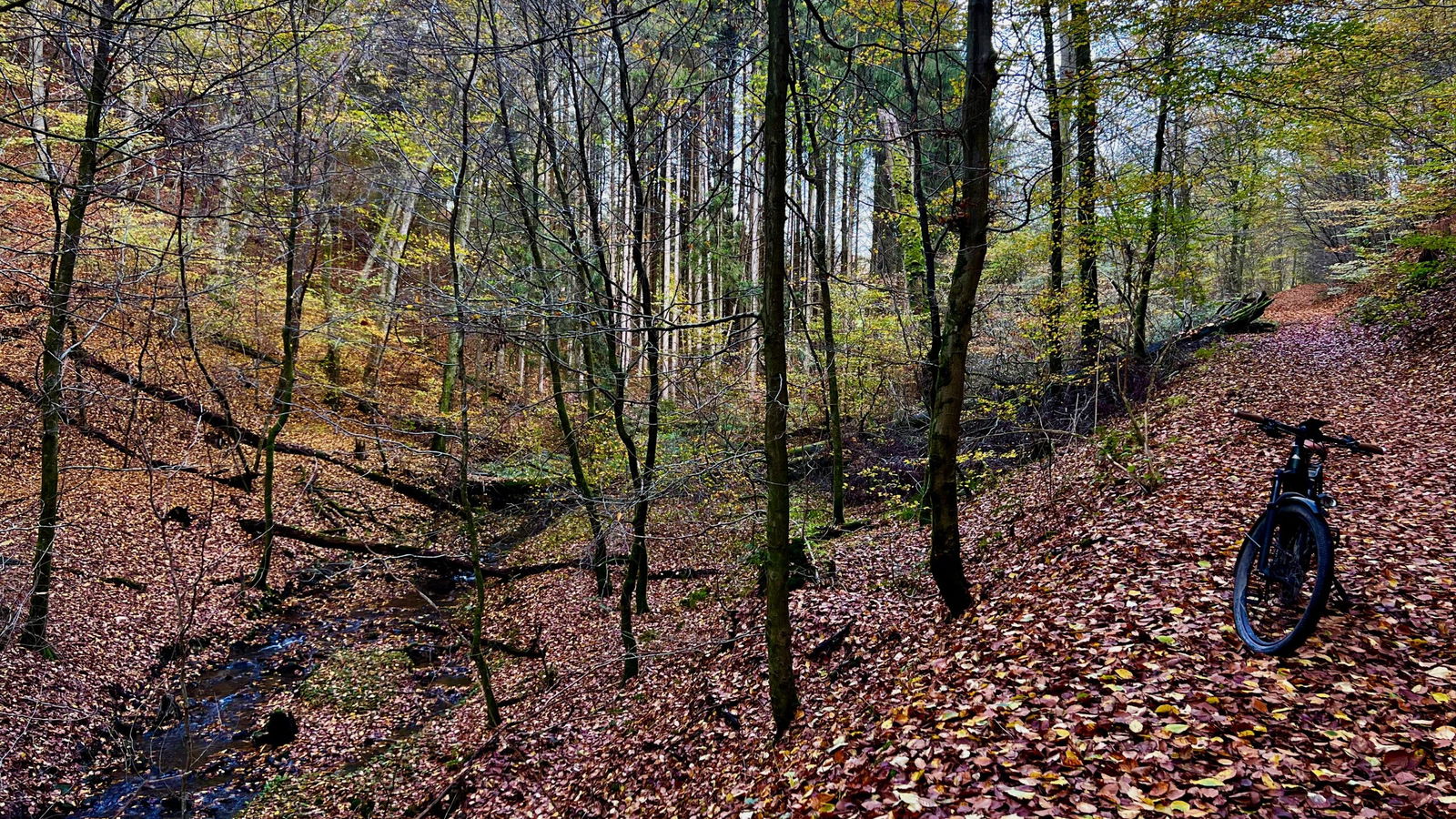 Der Pfad am Sessenbach f&uuml;hrt uns &uuml;ber Laub, Schotter und Geh&ouml;lz
