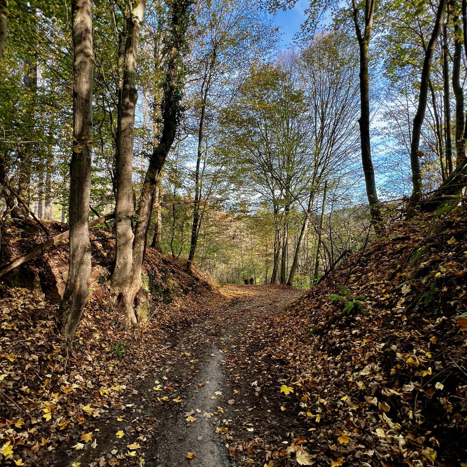 Im Wald angekommen, es geht immer steiler bergab.