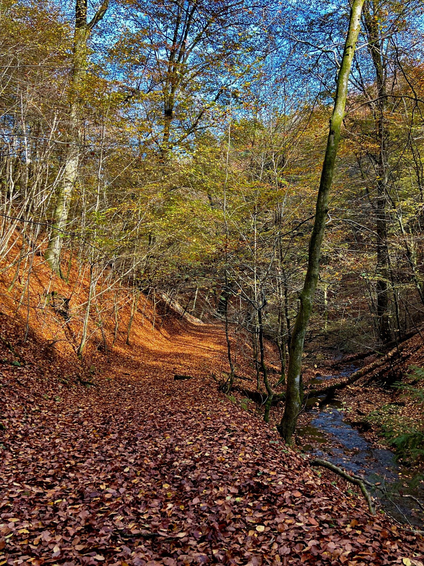 So So viele Blätter und es reiseln noch mehr herab Blätter
