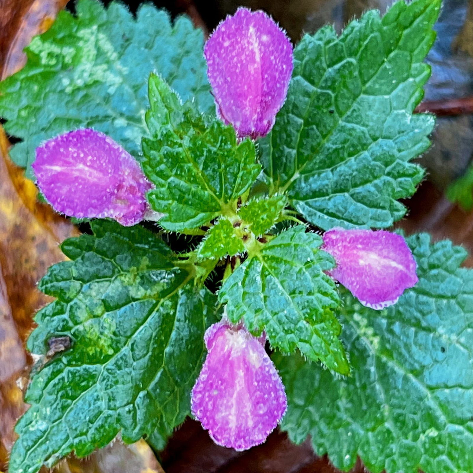 Was wird es sein? Eine Taubnessel?