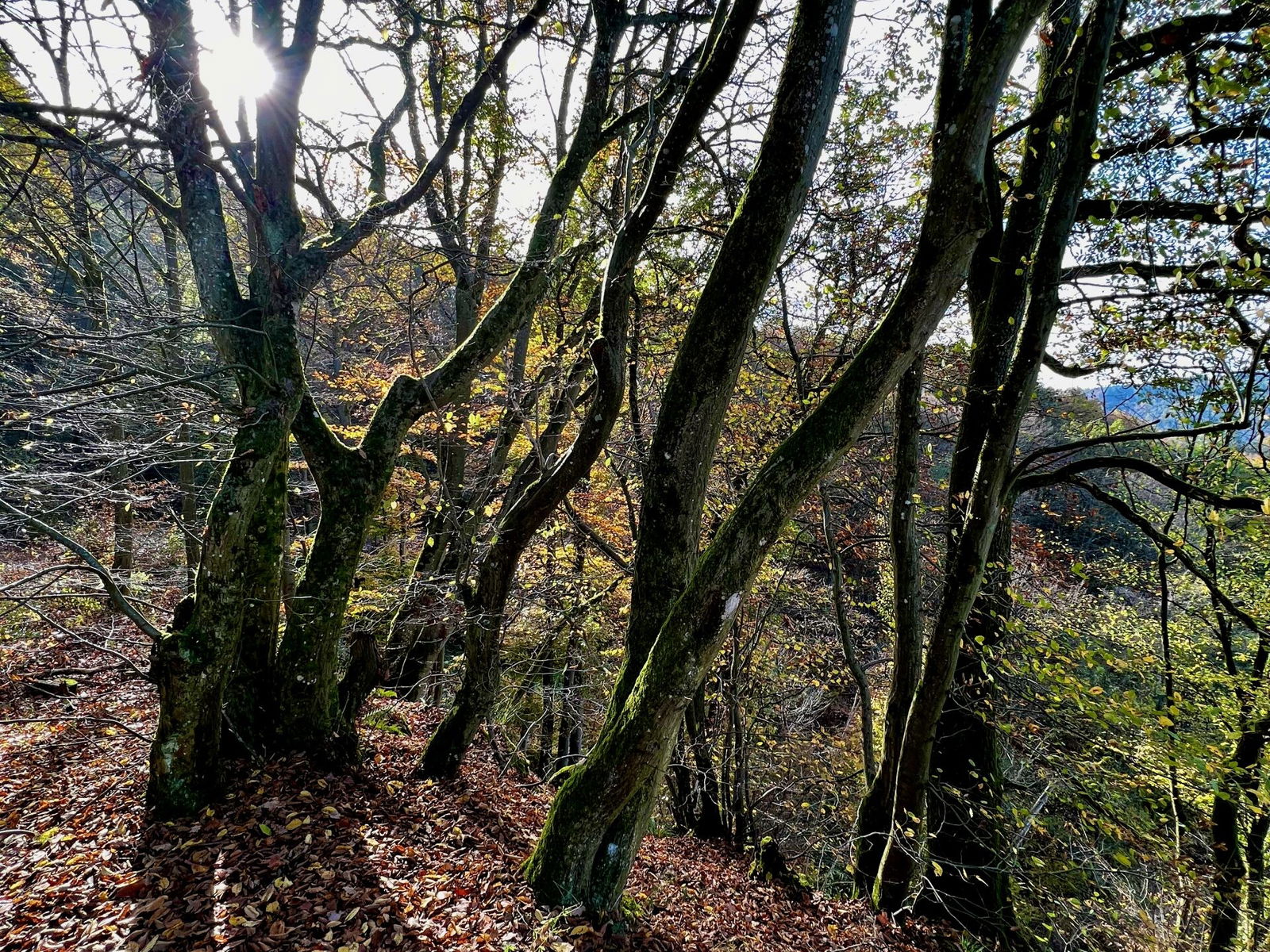 Im Wald oberhalb von Isenburg