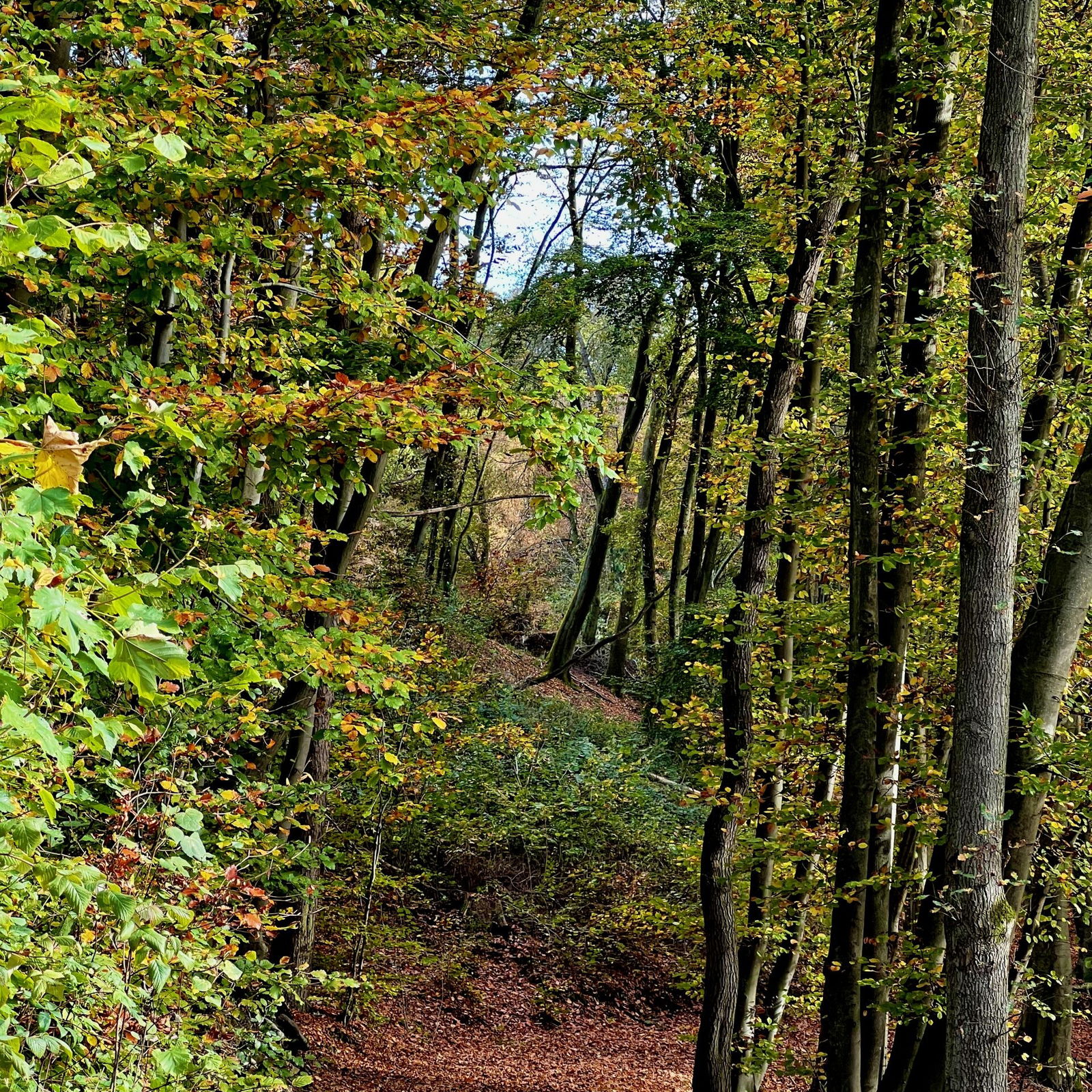Ab Stromberg geht es wieder in den Wald