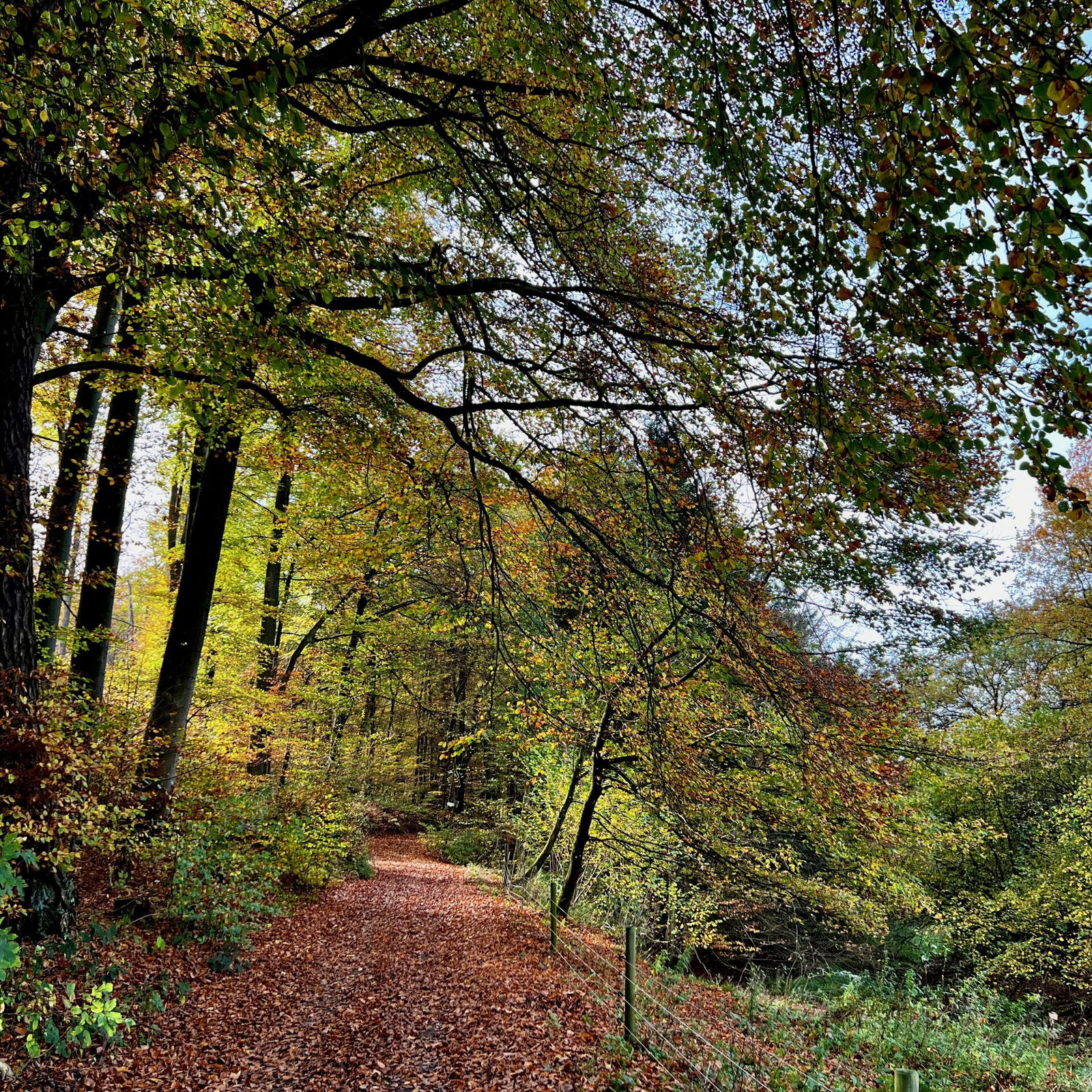 Am Waldrand bei Nauort