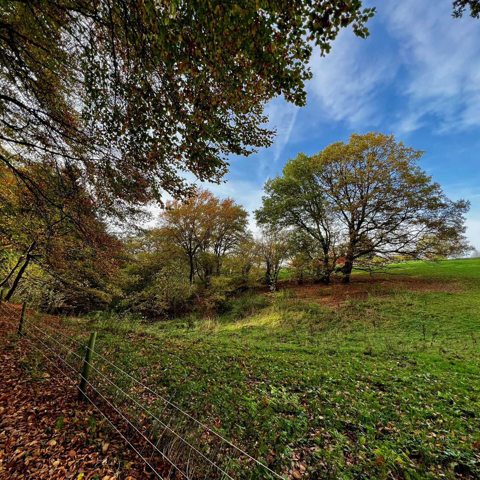 Blick auf die Weiden