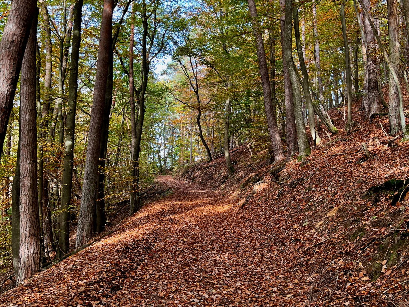 Über den Moorsberg zurück nach Grenzhausen