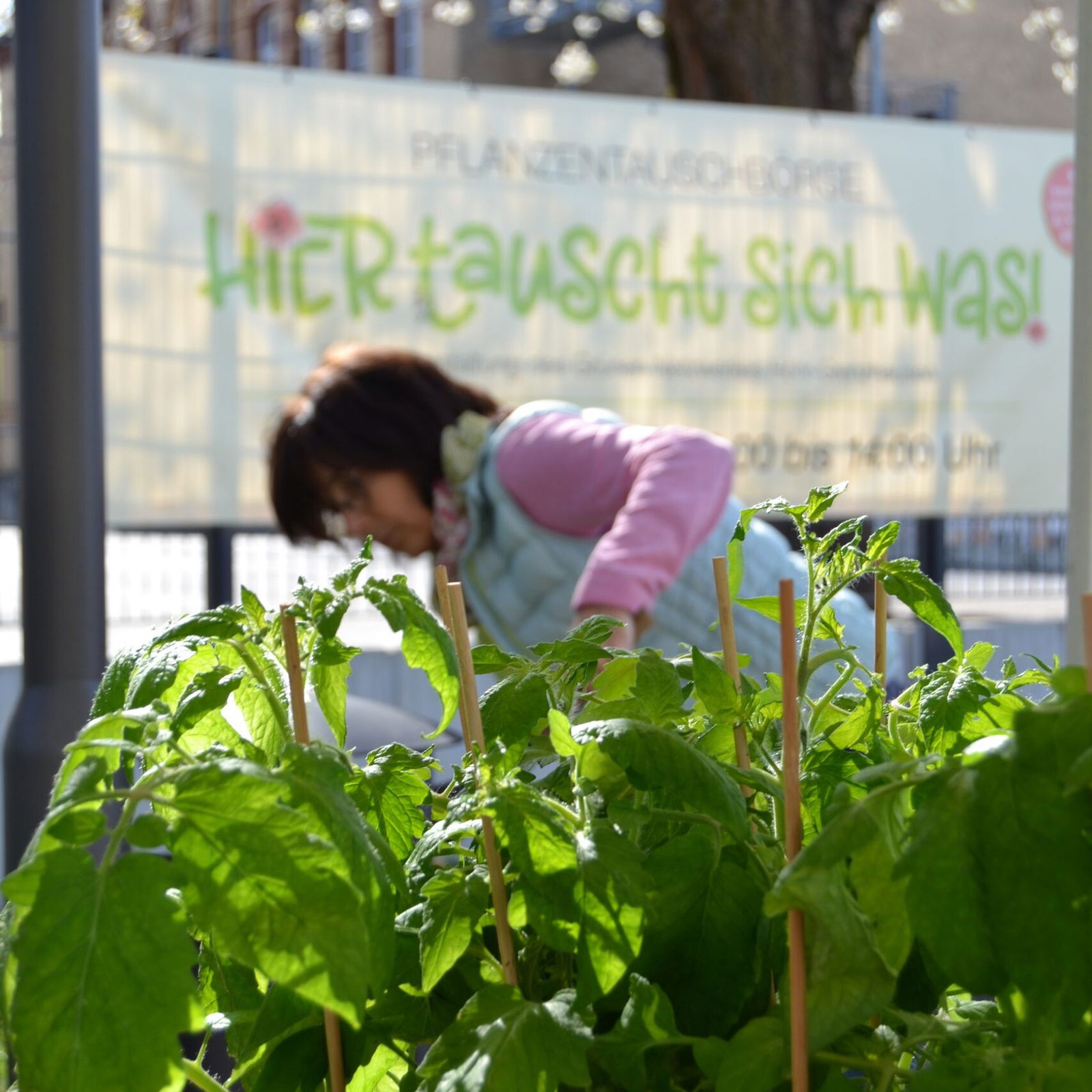 Hier tauscht sich was - Pflanzentasuchbörse