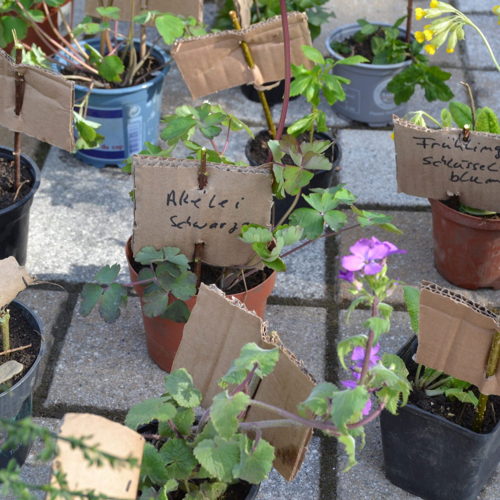 Hier tauscht sich was - Pflanzentasuchbörse